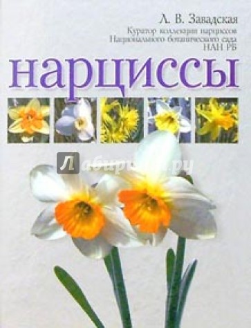 Нарциссы