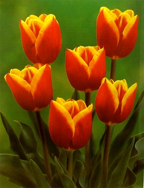 Иллюстрация 1 из 14 для Тюльпаны - Ван Дер Хорст Аренд Ян | Лабиринт - книги. Источник: Лабиринт
