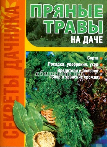 Пряные травы на даче