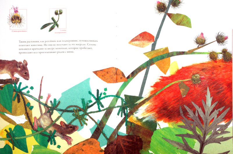 Иллюстрация 5 из 26 для По земле и по воздуху. Как путешествуют растения - Анне Меллер | Лабиринт - книги. Источник: Лабиринт