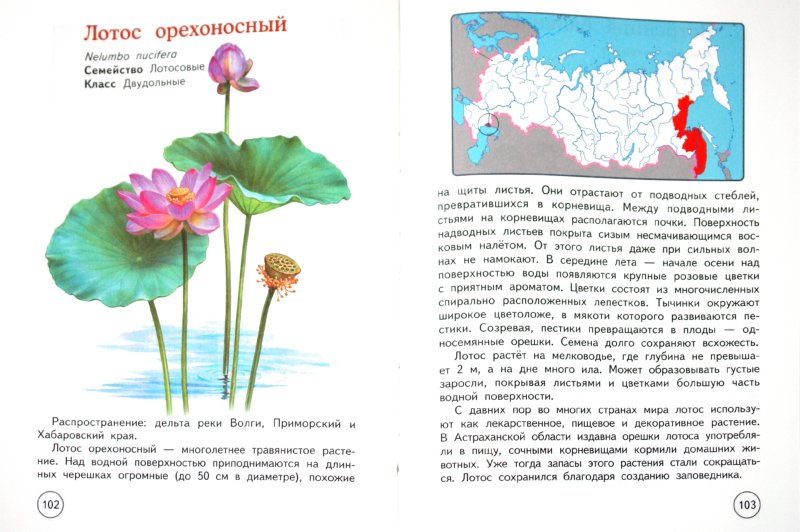 Растение из красной книги россии фото и описание цветов с доставкой дубно