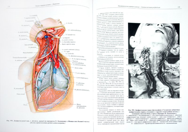 Иллюстрация 1 из 18 для Атлас анатомии человека. В 4-х томах. Том 4. Учение о нервной системе и органах чувств - Синельников, Синельников, Синельников | Лабиринт - книги. Источник: Лабиринт