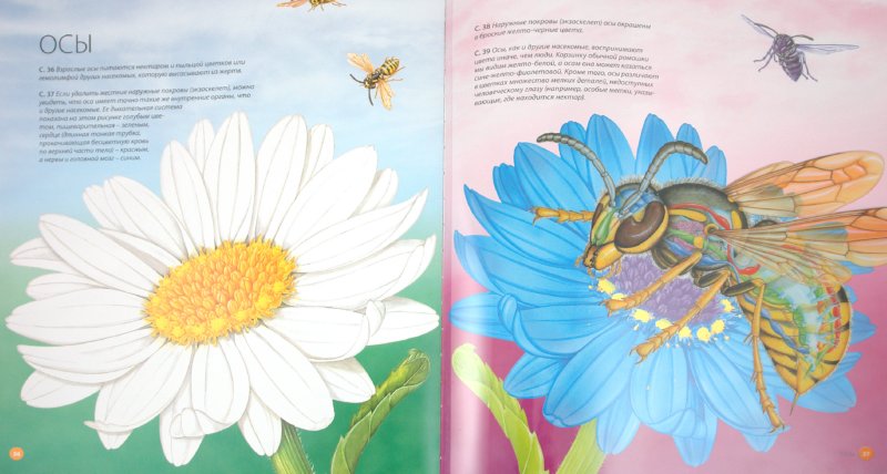 Иллюстрация 2 из 16 для Насекомые и пауки | Лабиринт - книги. Источник: Лабиринт