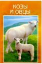 Козы и овцы. Разведение. Выращивание. Использование продукции козы и овцы разведение выращивание использование продукции