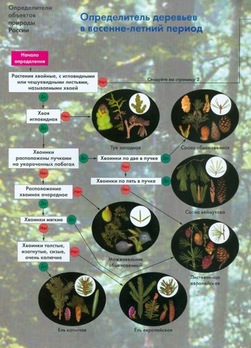 Определитель деревьев в весенне-летний период
