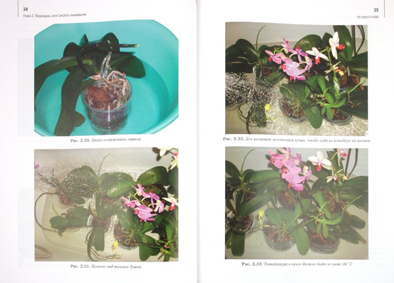 Иллюстрация 1 из 5 для Орхидеи: выбираем, ухаживаем, наслаждаемся - Лариса Петровская | Лабиринт - книги. Источник: Лабиринт