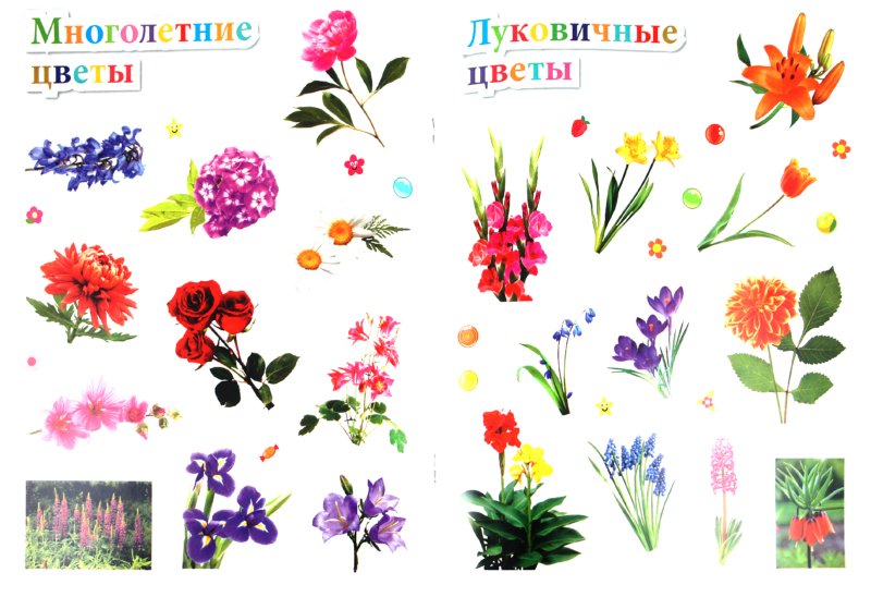 Иллюстрация 1 из 15 для Цветы - Наталья Костина | Лабиринт - книги. Источник: Лабиринт