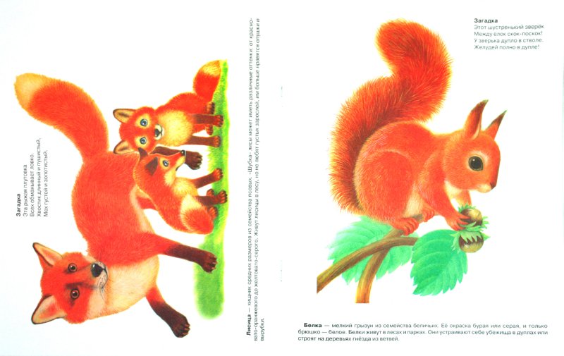 Иллюстрация 1 из 3 для Дидактический материал "Мир вокруг нас". "Лесные животные" - Д. Куликовский | Лабиринт - книги. Источник: Лабиринт