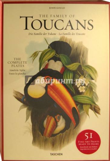 Family of Toucans