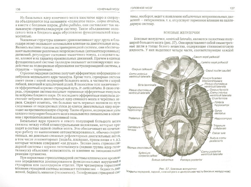 Иллюстрация 1 из 7 для Функциональная анатомия центральной нервной системы - Гайворонский, Гайворонский | Лабиринт - книги. Источник: Лабиринт