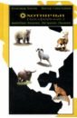 Охотничьи (трофейные) животные Америки, Австралии и Океании раскраска животные америки и австралии