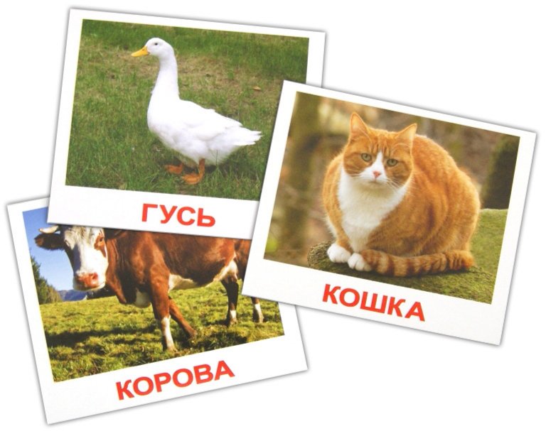 Иллюстрация 1 из 7 для Комплект карточек "Домашние животные" - Носова, Епанова | Лабиринт - игрушки. Источник: Лабиринт