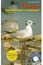 Митителло Ксения Борисовна Птицы. Водоплавающие и околоводные (+CD) митителло ксения борисовна птицы водоплавающие и околоводные cd