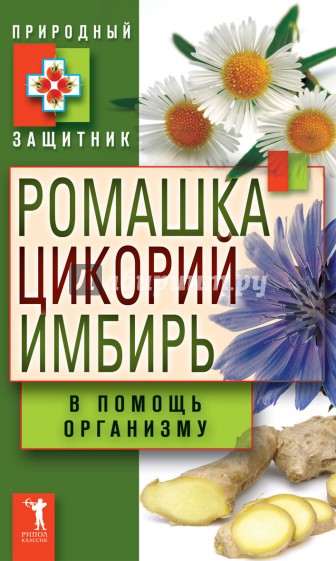 Ромашка, цикорий, имбирь в помощь организму