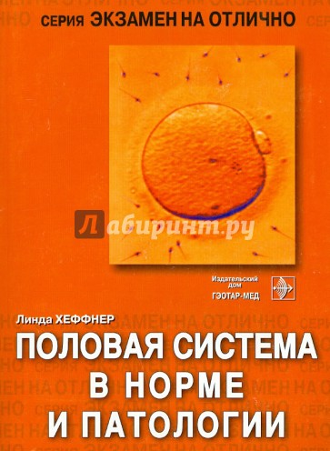 Половая система в норме и патологии