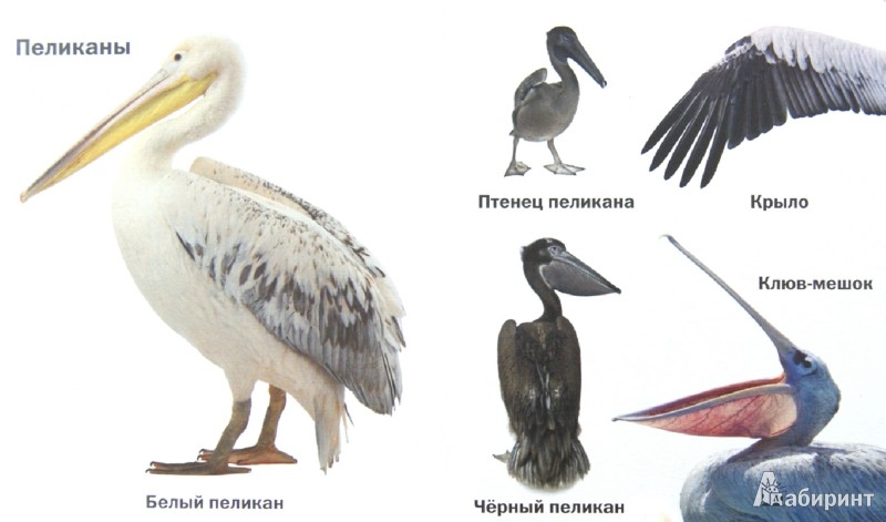 Иллюстрация 1 из 8 для Такие разные птицы | Лабиринт - книги. Источник: Лабиринт