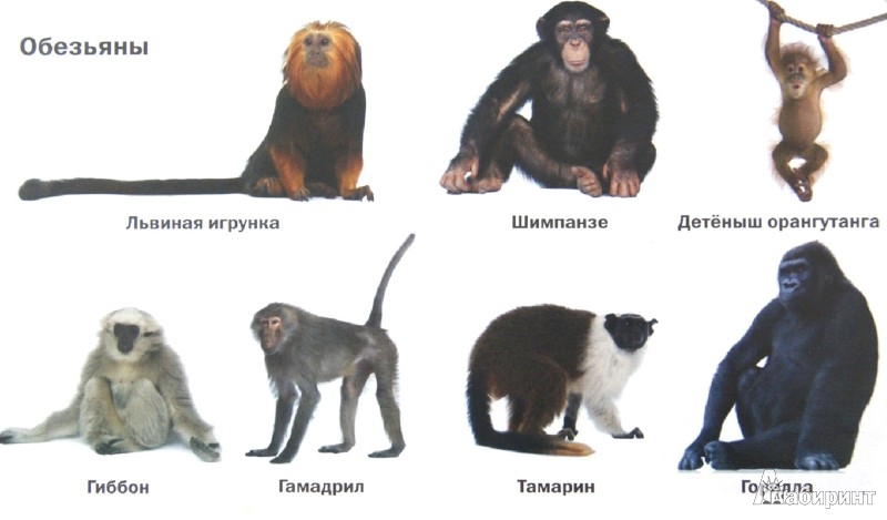 Иллюстрация 1 из 8 для Такие разные животные | Лабиринт - книги. Источник: Лабиринт