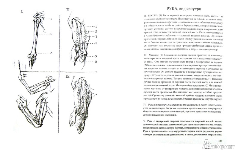 Полноценное руководство по рисованию человеческой фигуры: подробная инструкция от Антони Райдера в формате PDF