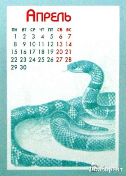 Иллюстрация 1 из 2 для Календарь 2013 прямоугольный на магните "Год змеи" | Лабиринт - сувениры. Источник: Лабиринт