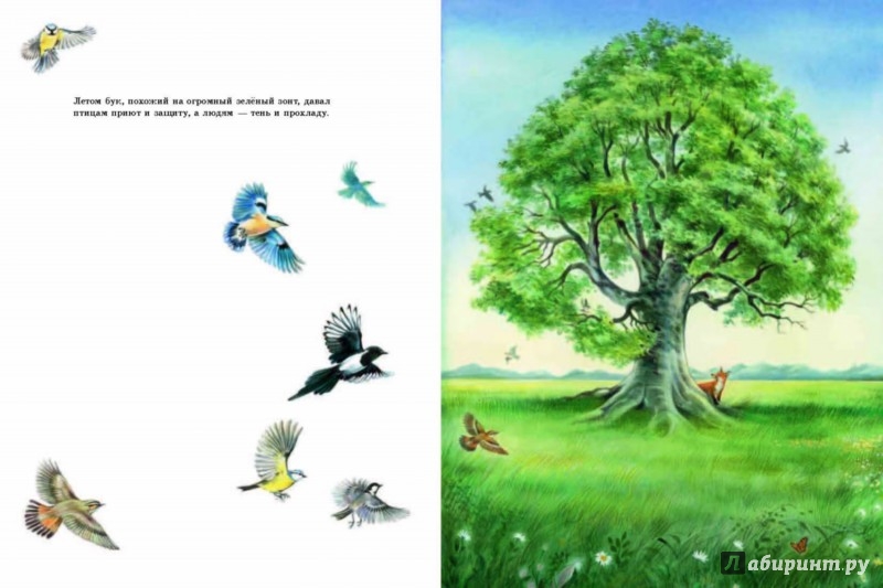 Иллюстрация 2 из 52 для Маленькая берёзка - Марианна Хофманн | Лабиринт - книги. Источник: Лабиринт