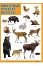 Плакат Животные средней полосы алиева л ред книжки гармошки животные средней полосы