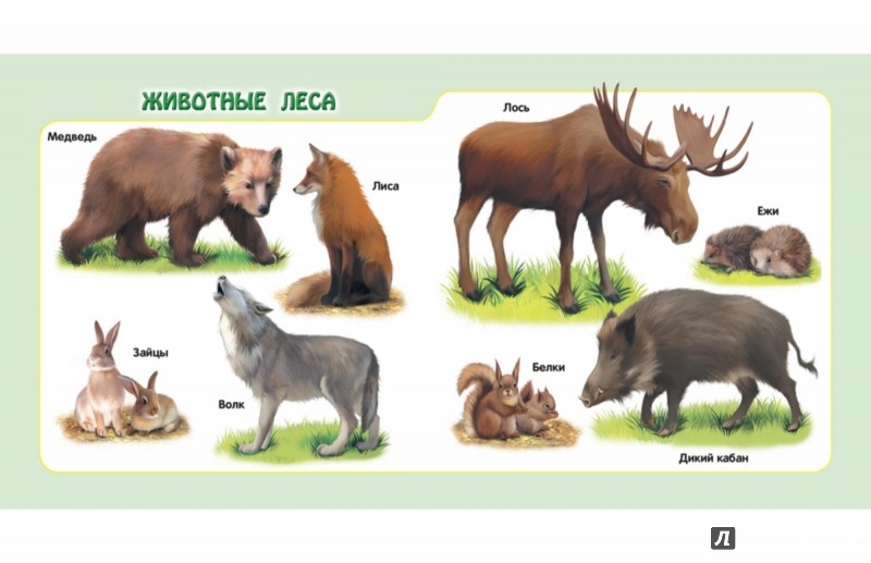 Иллюстрация 3 из 26 для Животные | Лабиринт - книги. Источник: Лабиринт