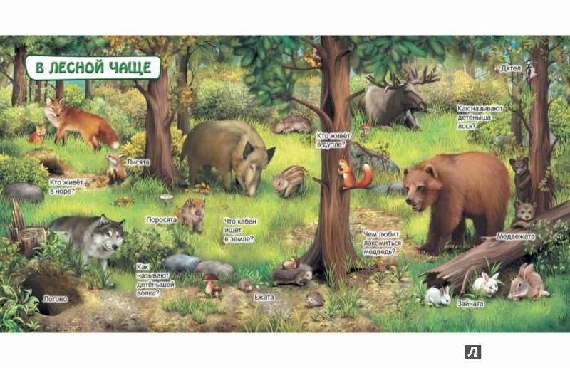 Иллюстрация 4 из 26 для Животные | Лабиринт - книги. Источник: Лабиринт