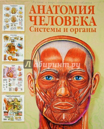 Анатомия человека. Системы и органы