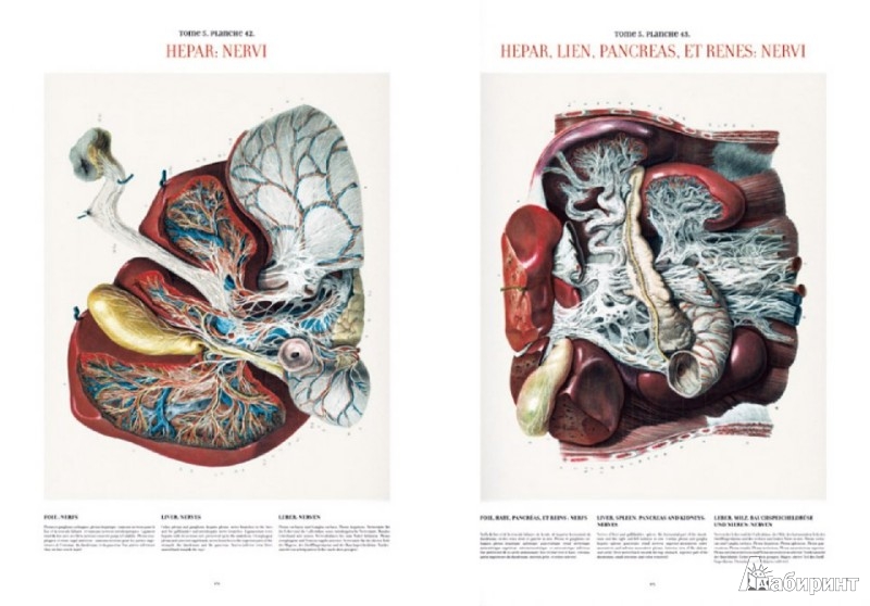 Иллюстрация 2 из 8 для Bourgery. Atlas of Human Anatomy and Surgery - Le, Sick | Лабиринт - книги. Источник: Лабиринт