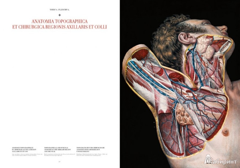 Иллюстрация 6 из 8 для Bourgery. Atlas of Human Anatomy and Surgery - Le, Sick | Лабиринт - книги. Источник: Лабиринт