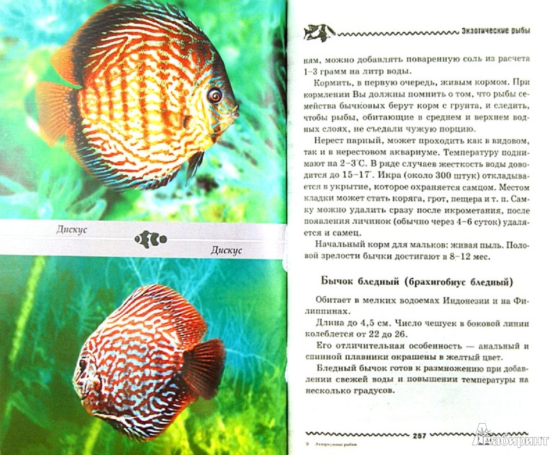 Размножение рыбы мечущей икру в черном море: характеристика и особенности процесса