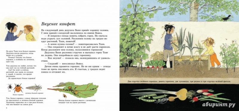 Иллюстрация 8 из 55 для Как растут овощи? - Герда Мюллер | Лабиринт - книги. Источник: Лабиринт