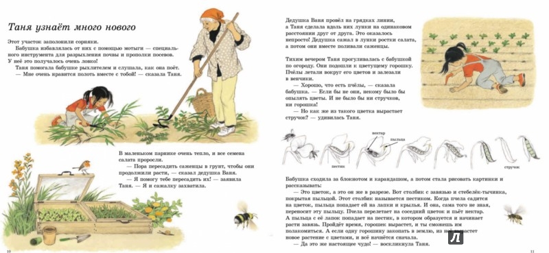 Иллюстрация 10 из 55 для Как растут овощи? - Герда Мюллер | Лабиринт - книги. Источник: Лабиринт