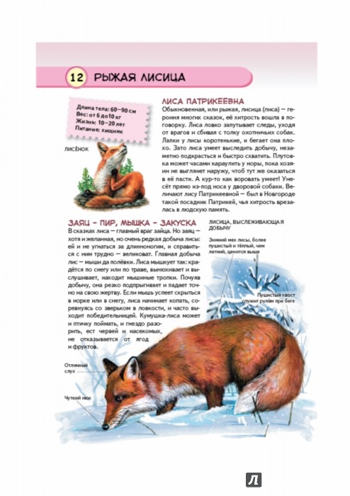 Иллюстрация 2 из 28 для Животные наших лесов. Все лесные звери России - Юлия Школьник | Лабиринт - книги. Источник: Лабиринт