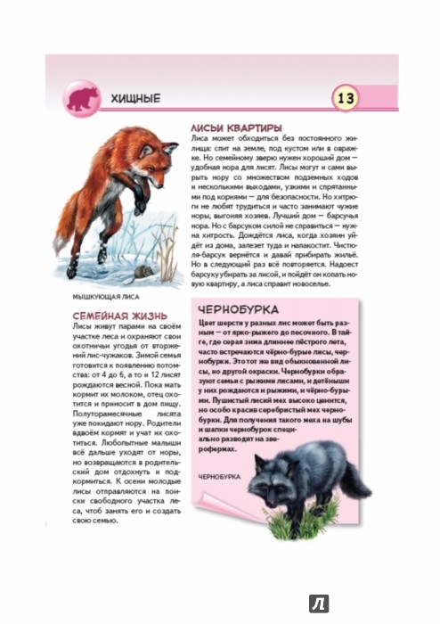 Иллюстрация 3 из 28 для Животные наших лесов. Все лесные звери России - Юлия Школьник | Лабиринт - книги. Источник: Лабиринт