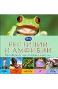 Рептилии и амфибии. Удивительная энциклопедия животных джексон том рептилии и амфибии