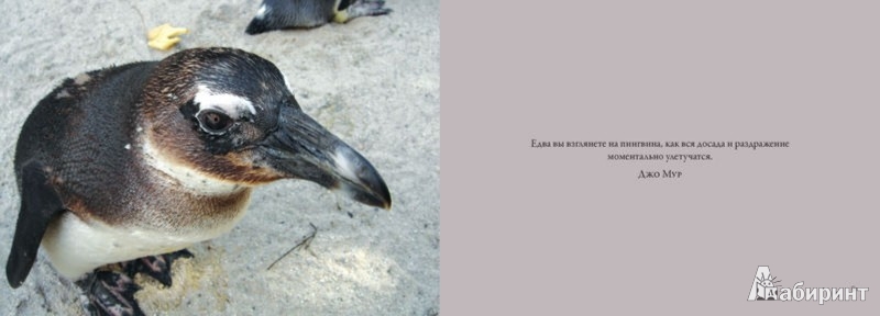 Иллюстрация 1 из 6 для Пингвины. Важные и дружные - Lisa Purcell | Лабиринт - книги. Источник: Лабиринт