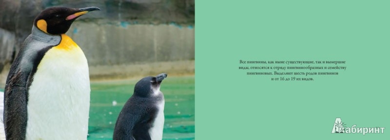 Иллюстрация 2 из 6 для Пингвины. Важные и дружные - Lisa Purcell | Лабиринт - книги. Источник: Лабиринт