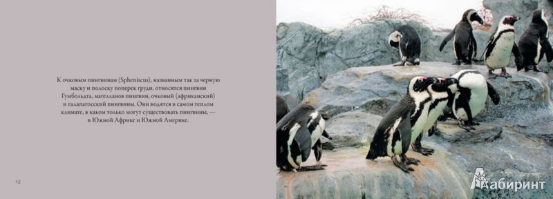 Иллюстрация 3 из 6 для Пингвины. Важные и дружные - Lisa Purcell | Лабиринт - книги. Источник: Лабиринт