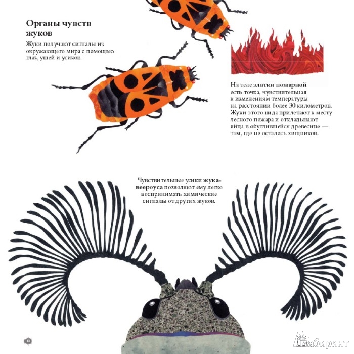 Иллюстрация 3 из 43 для В мире жуков. Интересные факты о животных - Стив Дженкинс | Лабиринт - книги. Источник: Лабиринт