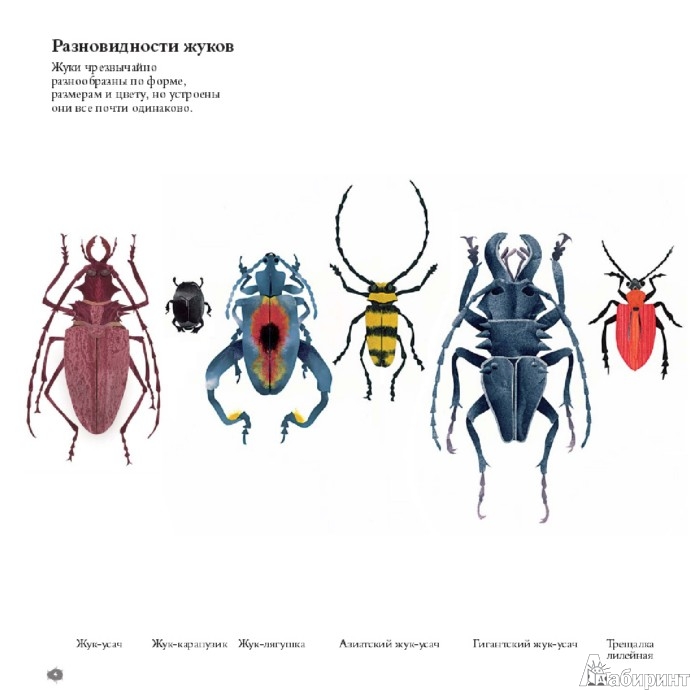 Иллюстрация 4 из 43 для В мире жуков. Интересные факты о животных - Стив Дженкинс | Лабиринт - книги. Источник: Лабиринт