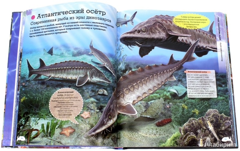 Иллюстрация 1 из 11 для Животные морей и океанов - Кармен Родригес | Лабиринт - книги. Источник: Лабиринт