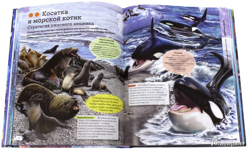 Иллюстрация 2 из 11 для Животные морей и океанов - Кармен Родригес | Лабиринт - книги. Источник: Лабиринт