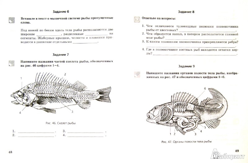 Биология проверочная работа по теме рыбы. Биология 8 класс рабочая тетрадь а и Никишов. Костные рыбы задания. Рыбка задание по биологии. Зарисуйте внешний вид рыбы в рабочей тетради.
