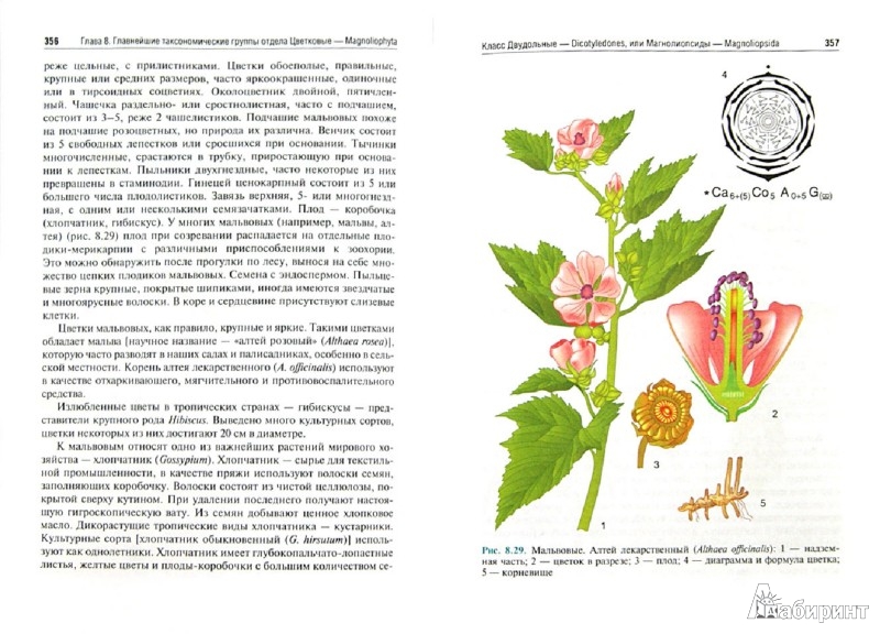 Иллюстрация 1 из 44 для Ботаника. Учебник - Барабанов, Зайчикова | Лабиринт - книги. Источник: Лабиринт