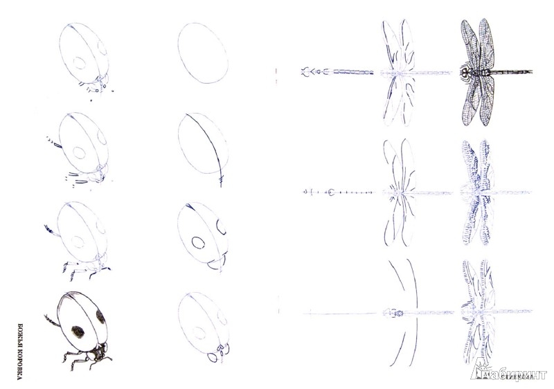 Иллюстрация 1 из 19 для Рисуем 50 насекомых - Эймис, Барнс | Лабиринт - книги. Источник: Лабиринт