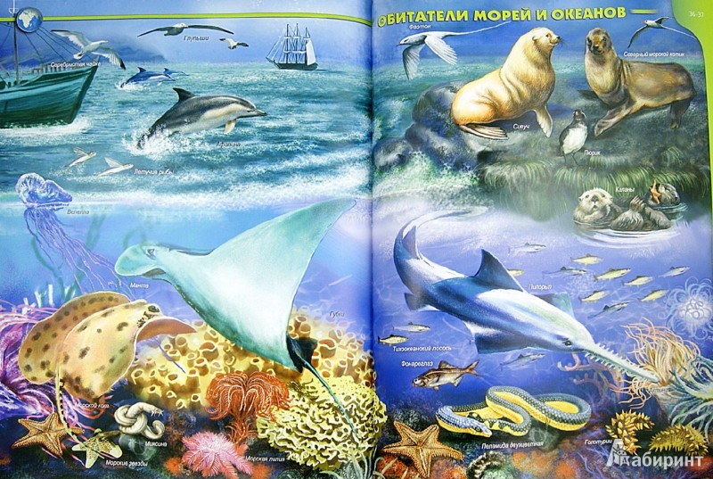 Обитатели рек и океанов. Обитатели океанов для детей. Жители морей и океанов для детей. Животные морей и океанов для детей. Тема животный мир морей и океанов.