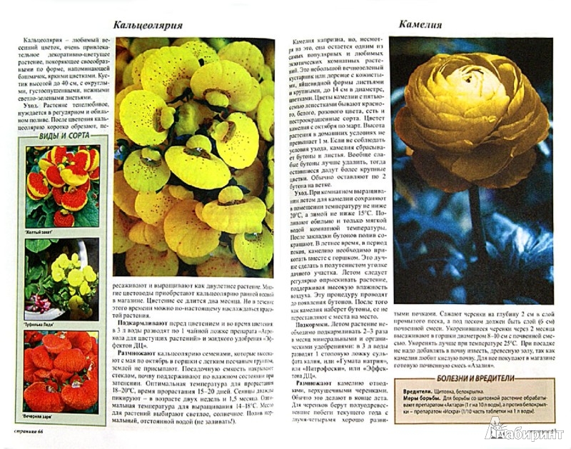 Иллюстрация 1 из 19 для Все о цветах в вашем доме - Октябрина Ганичкина | Лабиринт - книги. Источник: Лабиринт