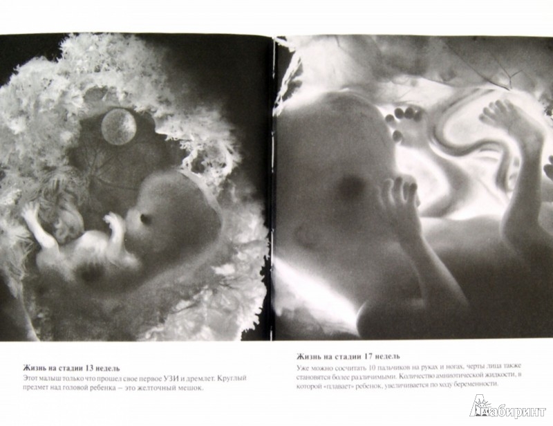 Иллюстрация 1 из 12 для Я жду ребенка. Ваш личный путеводитель по беременности и первым месяца жизни малыша | Лабиринт - книги. Источник: Лабиринт