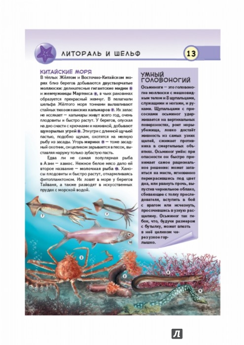 Иллюстрация 3 из 4 для Подводный мир. Обитатели морей и океанов - Юлия Школьник | Лабиринт - книги. Источник: Лабиринт